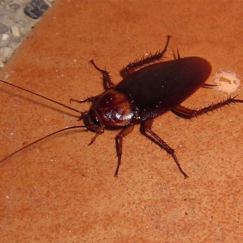 Dezinsectie Gandaci de Bucatarie