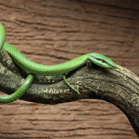 Reptile