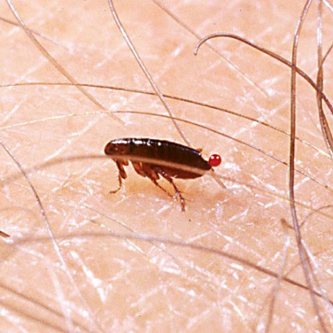 Purici