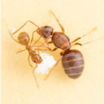 Furnica Galbena Nebuna