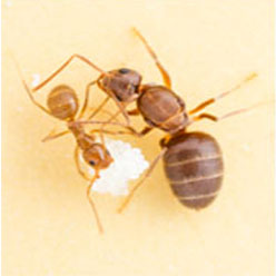 Furnica Galbena Nebuna