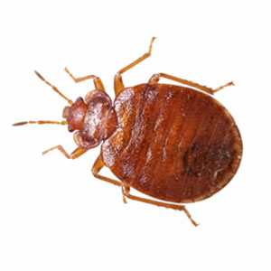 Dezinsectie Plosnite Pat