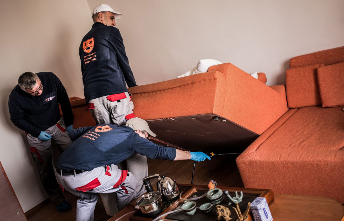 cine-plateste-dezinsectie-in-apartament-inchiriat